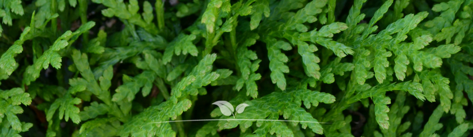 Levensboom Brabant | blad detail | Gardline